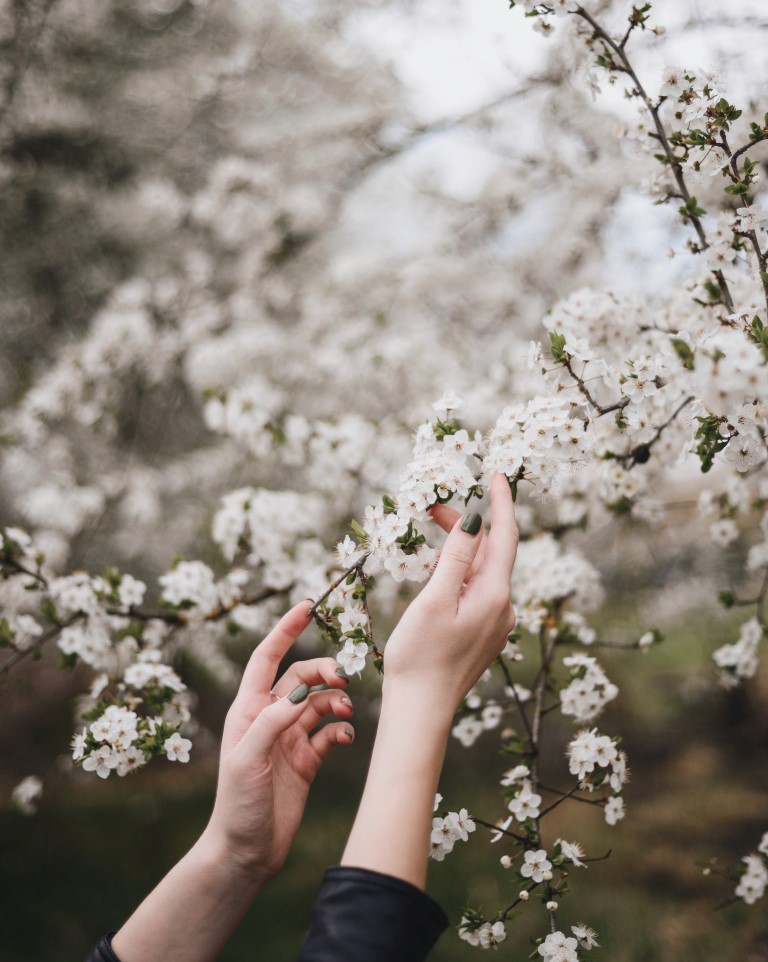 springtime trees